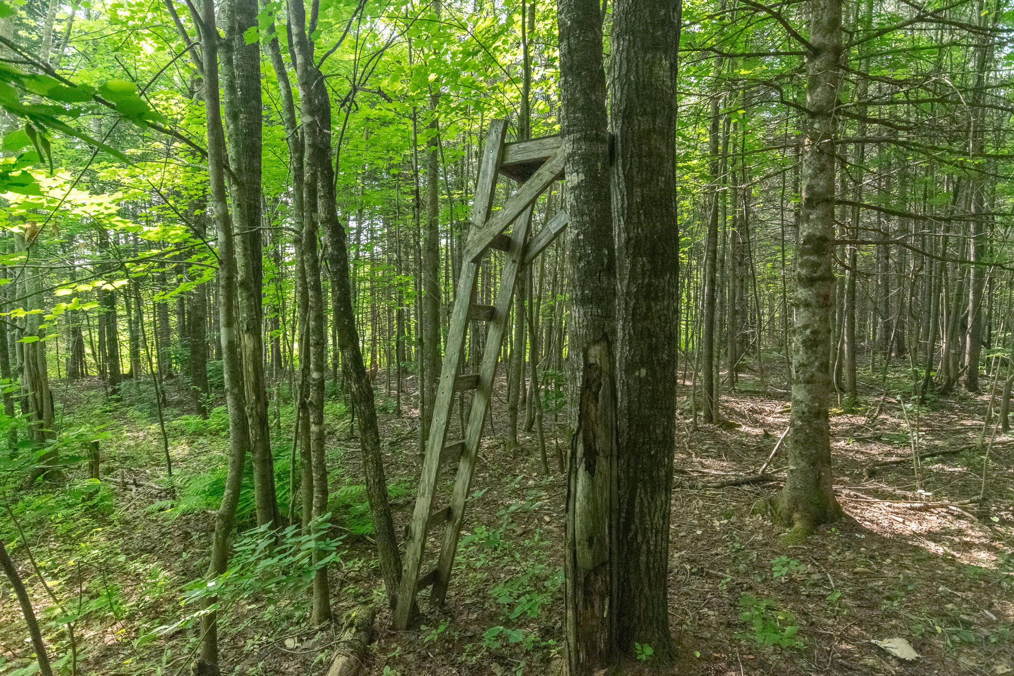 207 Owlsboro Road Mount Chase, ME 04765 - Photo 27 of 31 DSC_0685