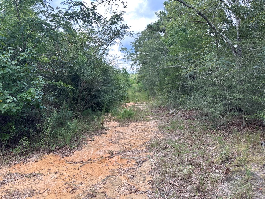 5-acres Old Elba Road Coffee Springs, AL 36318 - Photo 13 of 18