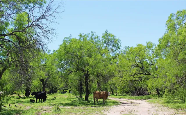 $6,003,000 | 0 South County Road 1010, Kingsville, TX 78363