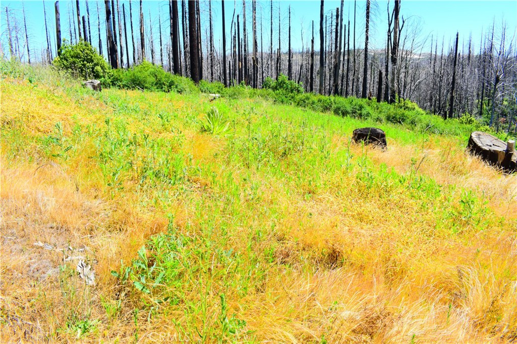 461 Milsap Bar Road Berry Creek, CA 95916 - Photo 9 of 18