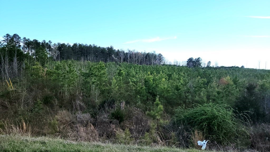 East Orgainsville Road Skipwith, VA 23968 - Photo 2 of 2 Gallery Image 2