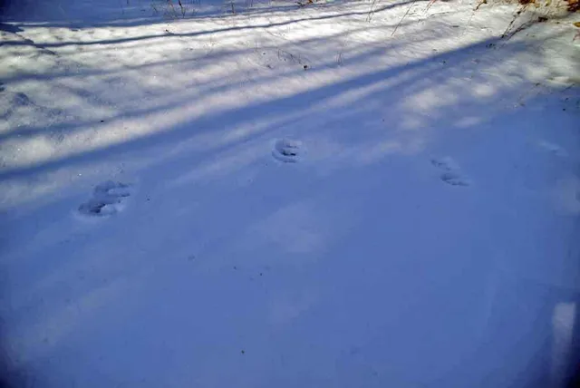 $29,500 | Lot 13 Denmark Road, Wytopitlock, ME 04497