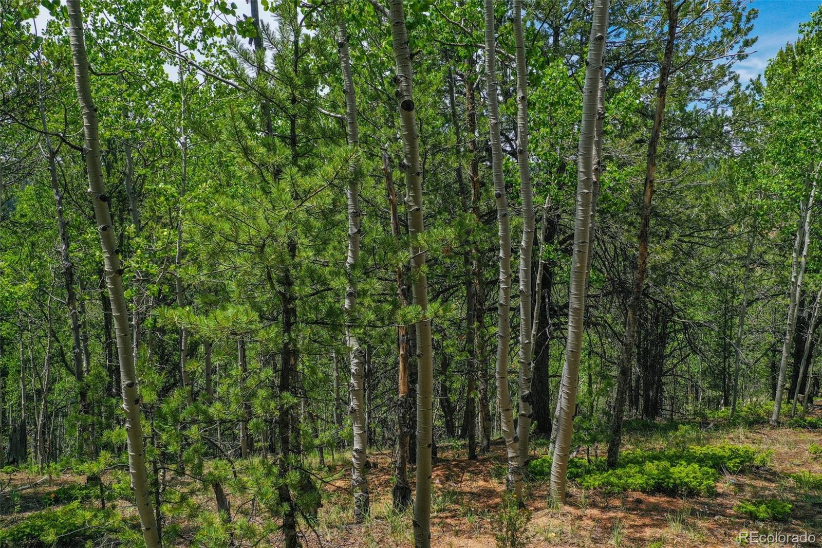 677 Timber Ridge Road Divide, CO 80814 - Photo 14 of 29 Gallery Image 14