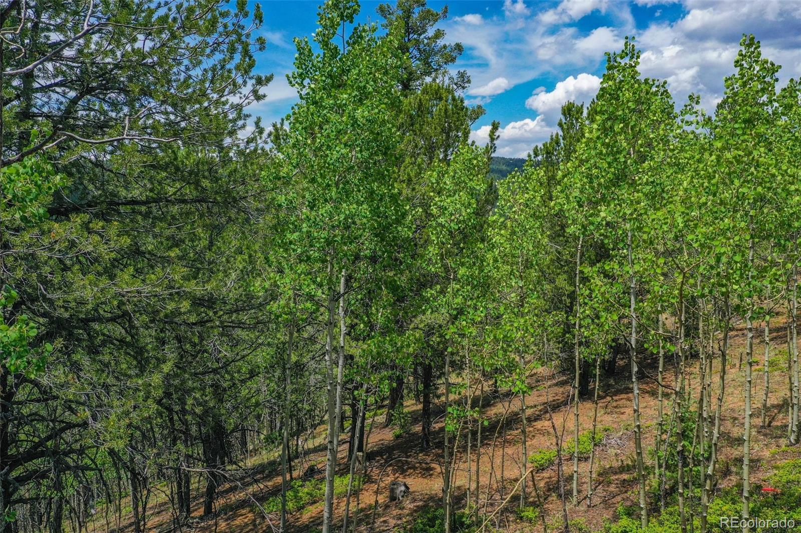 677 Timber Ridge Road Divide, CO 80814 - Photo 15 of 29 Gallery Image 15