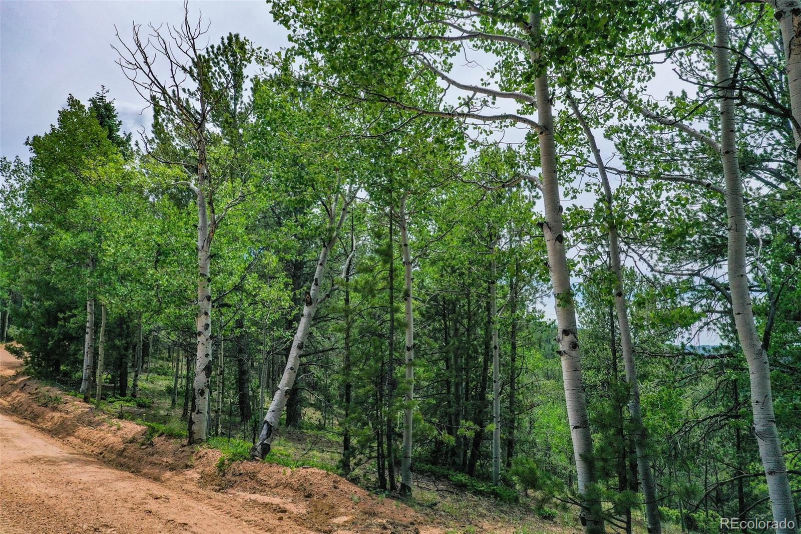 677 Timber Ridge Road Divide, CO 80814 - Photo 29 of 29 Gallery Image 29