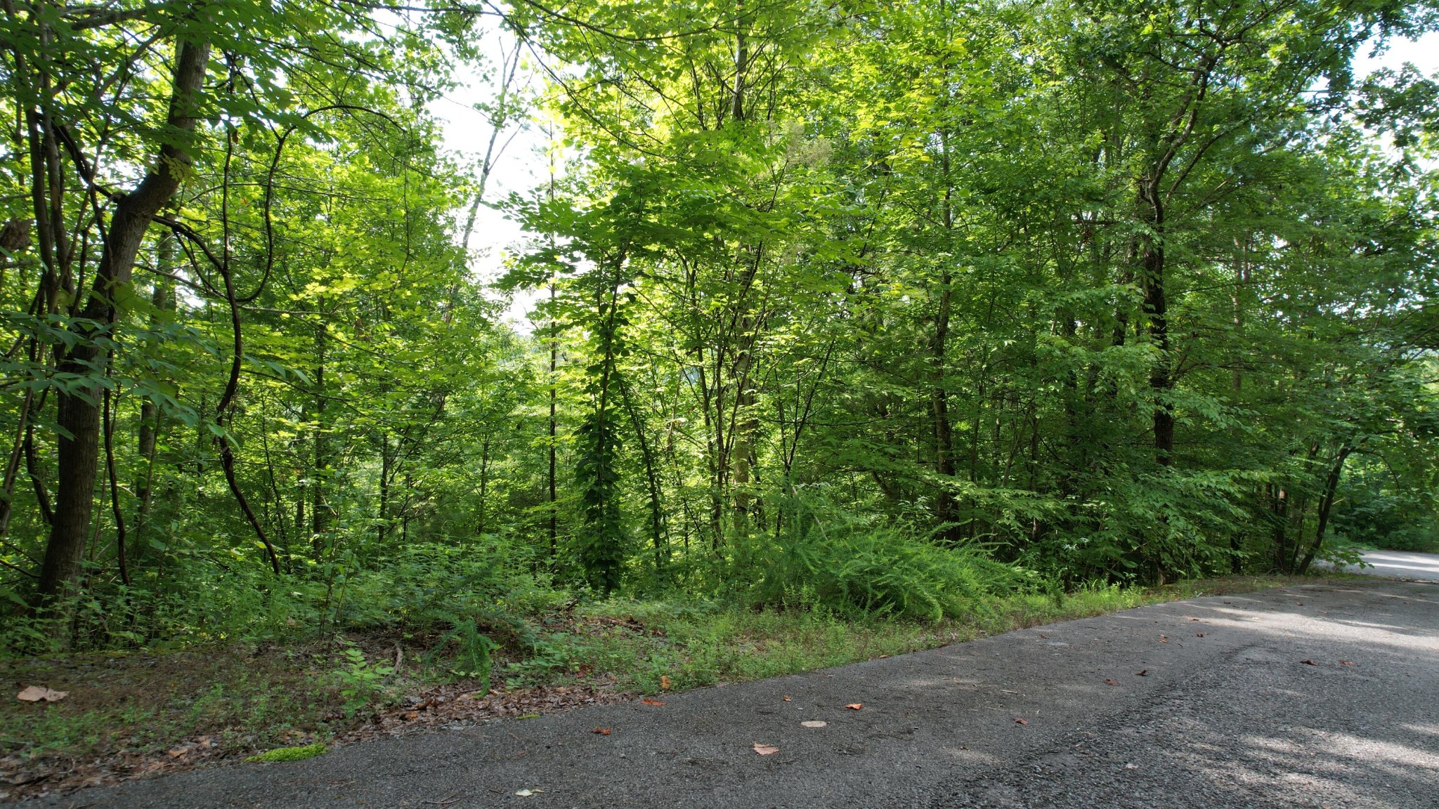 98 Black Powder Lane Sevierville, TN 37862 - Photo 7 of 30
