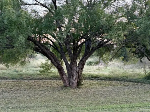 a view of a yard