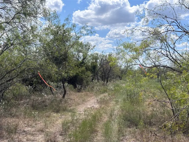 a view of a dry yard with large trees
