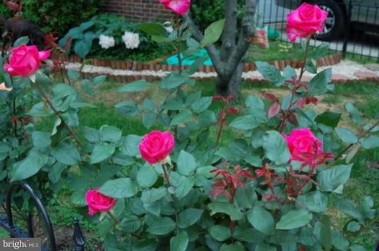 539 3rd Street Northeast Washington, DC 20002 - Photo 14 of 29 a view of a flower