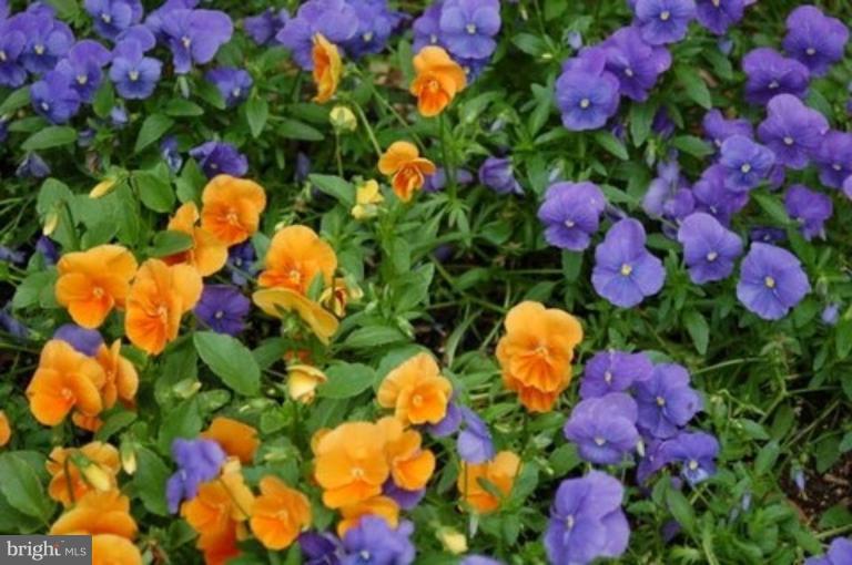 539 3rd Street Northeast Washington, DC 20002 - Photo 23 of 29 a view of a flower