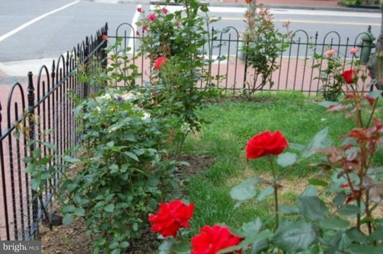 539 3rd Street Northeast Washington, DC 20002 - Photo 24 of 29 a view of a flower in a garden