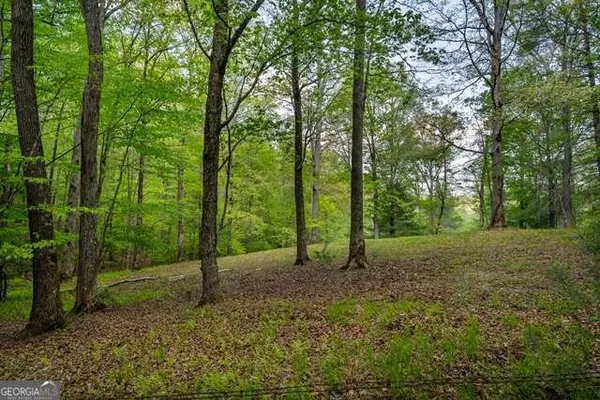 a view of a forest with trees in the background