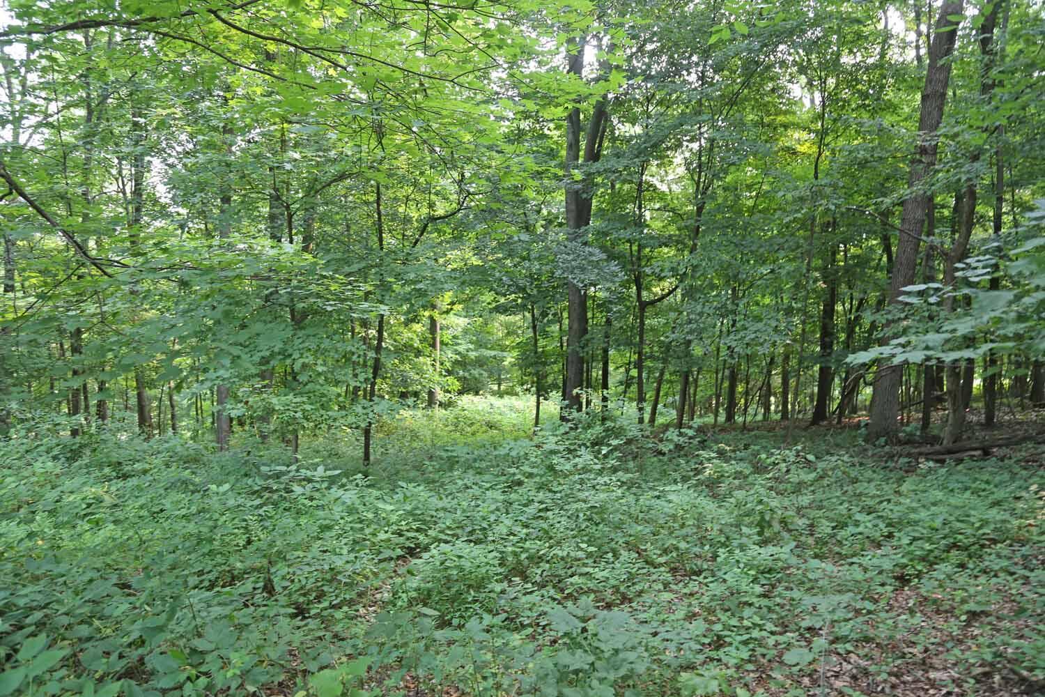 23678 Thompson Road Howard, OH 43028 - Photo 61 of 66 IMG_5523
