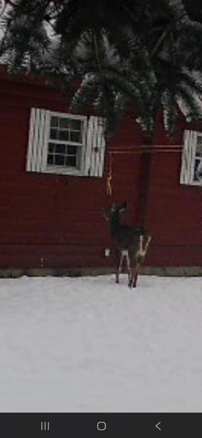 382 Wrightville Road Ashland, ME 04732 - Photo 45 of 46 Deer