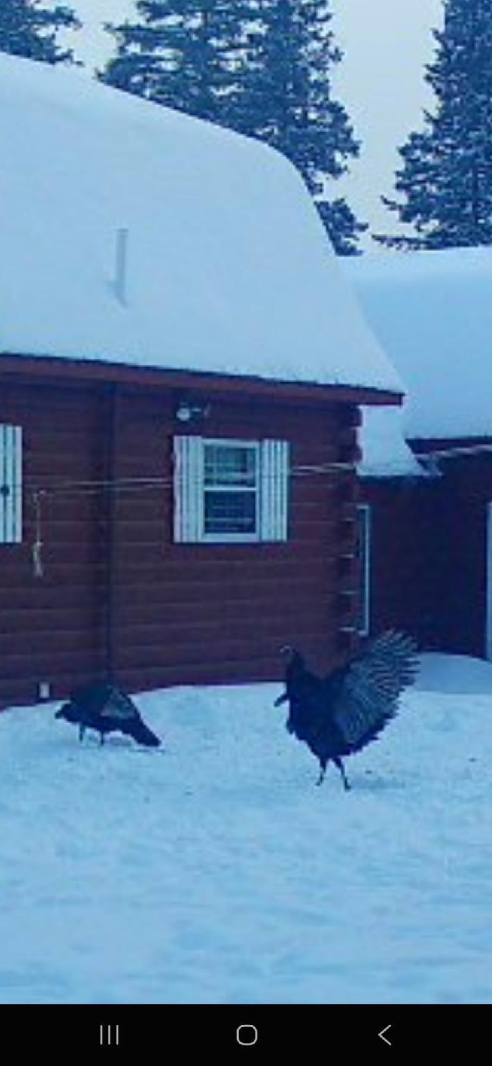 382 Wrightville Road Ashland, ME 04732 - Photo 46 of 46 Turkeys