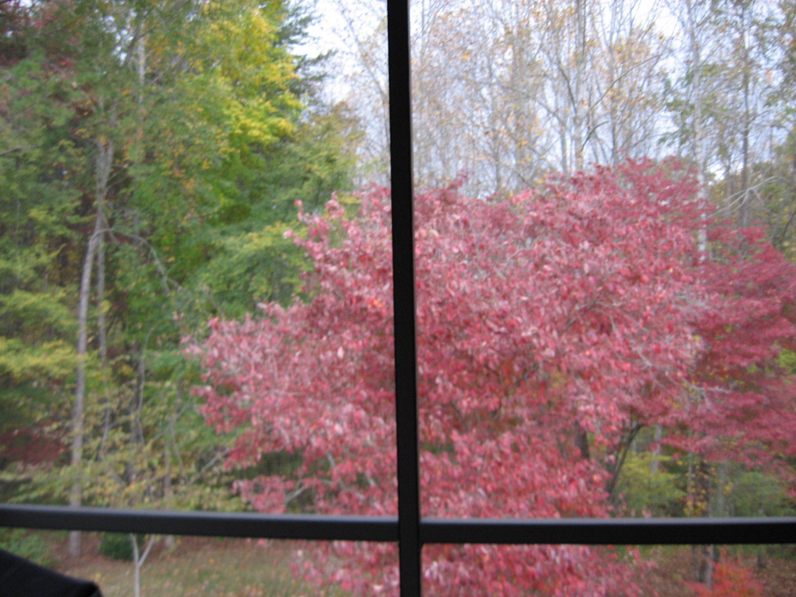 145 Hughes Road Greenback, TN 37742 - Photo 26 of 30 View of Back Yard from Screened Porch
