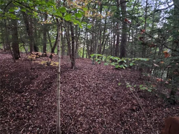 a view of a forest with trees