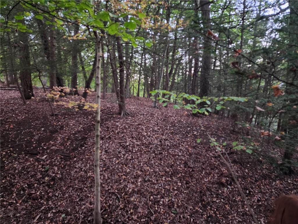 a view of a forest with trees