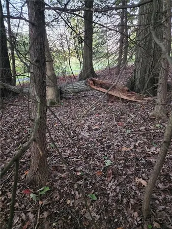 a view of a forest filled with trees