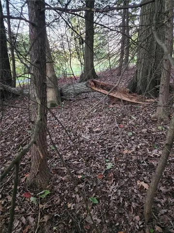 a view of a forest filled with trees