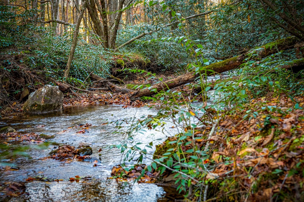 90 Hay Lane Morganton, GA 30560 - Photo 62 of 77 a view of a tree with a plant