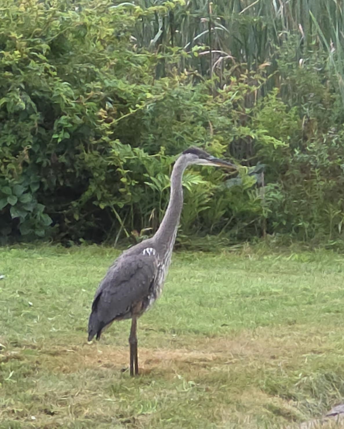 5 Tsienneto Road, Unit 136 Derry, NH 03038 - Photo 17 of 17