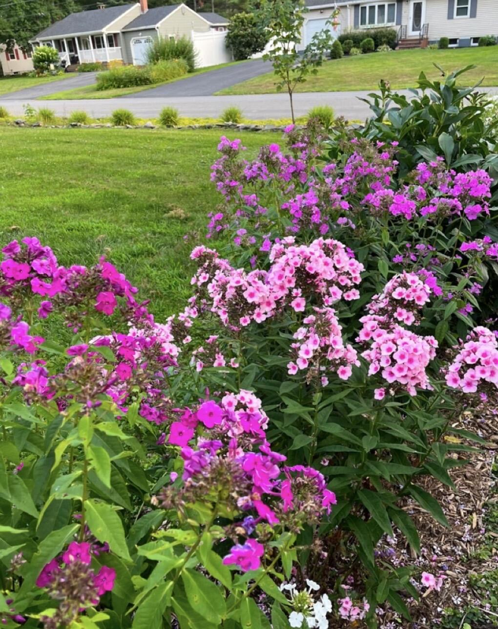 66 Rotherdale Road Brewer, ME 04412 - Photo 9 of 111 Perennials Surround the Home