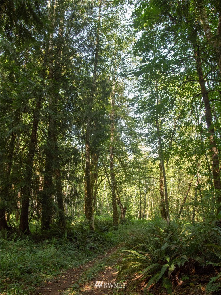16704 Sargent Road Southwest Rochester, WA 98579 - Photo 38 of 40 a view of outdoor space and trees