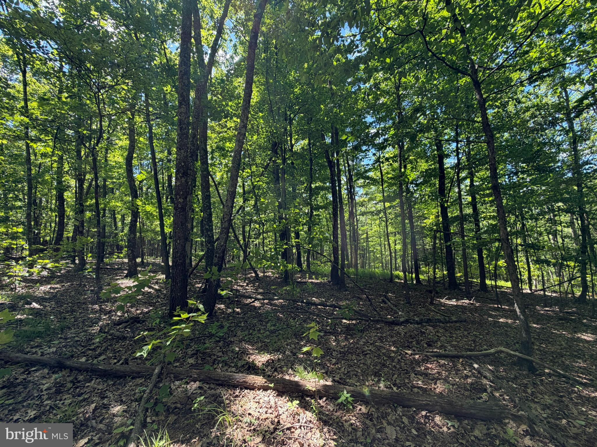 580 Fairview Road Howard, PA 16841 - Photo 40 of 100 a view of outdoor space and trees