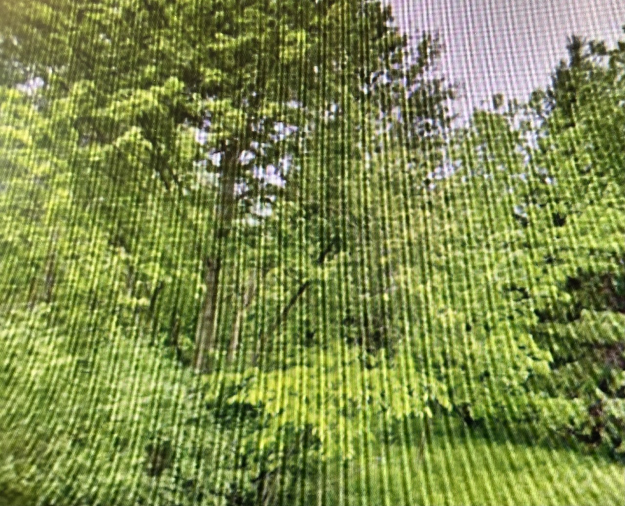 Wooded Country Acres