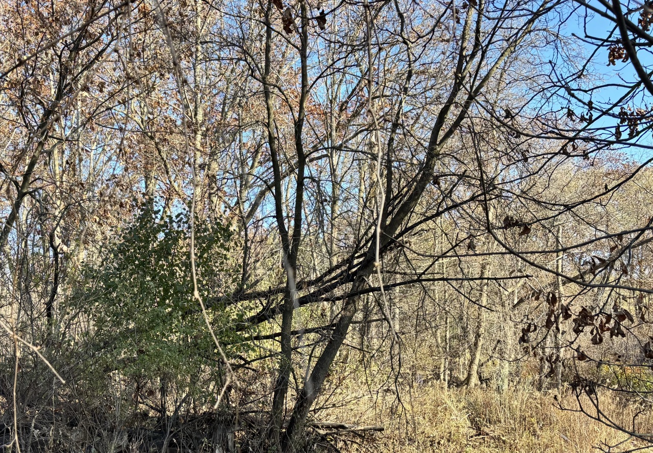 Lt1 Lt1 County Highway Slinger, WI 53086 - Photo 4 of 5 Fall photo