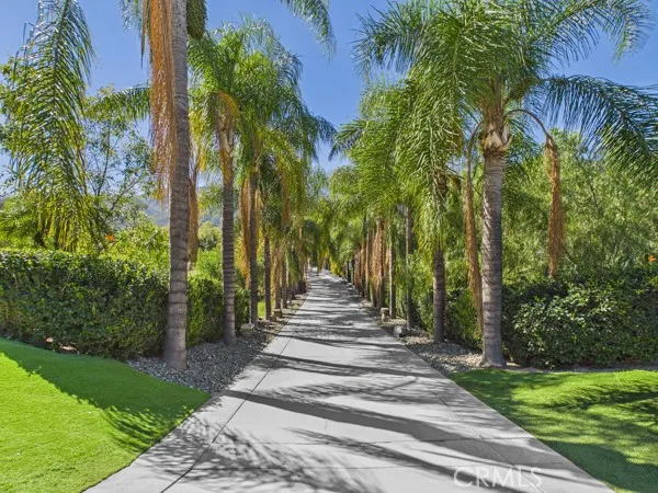 a small pool covered with tall trees