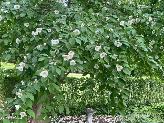 a view of a back yard