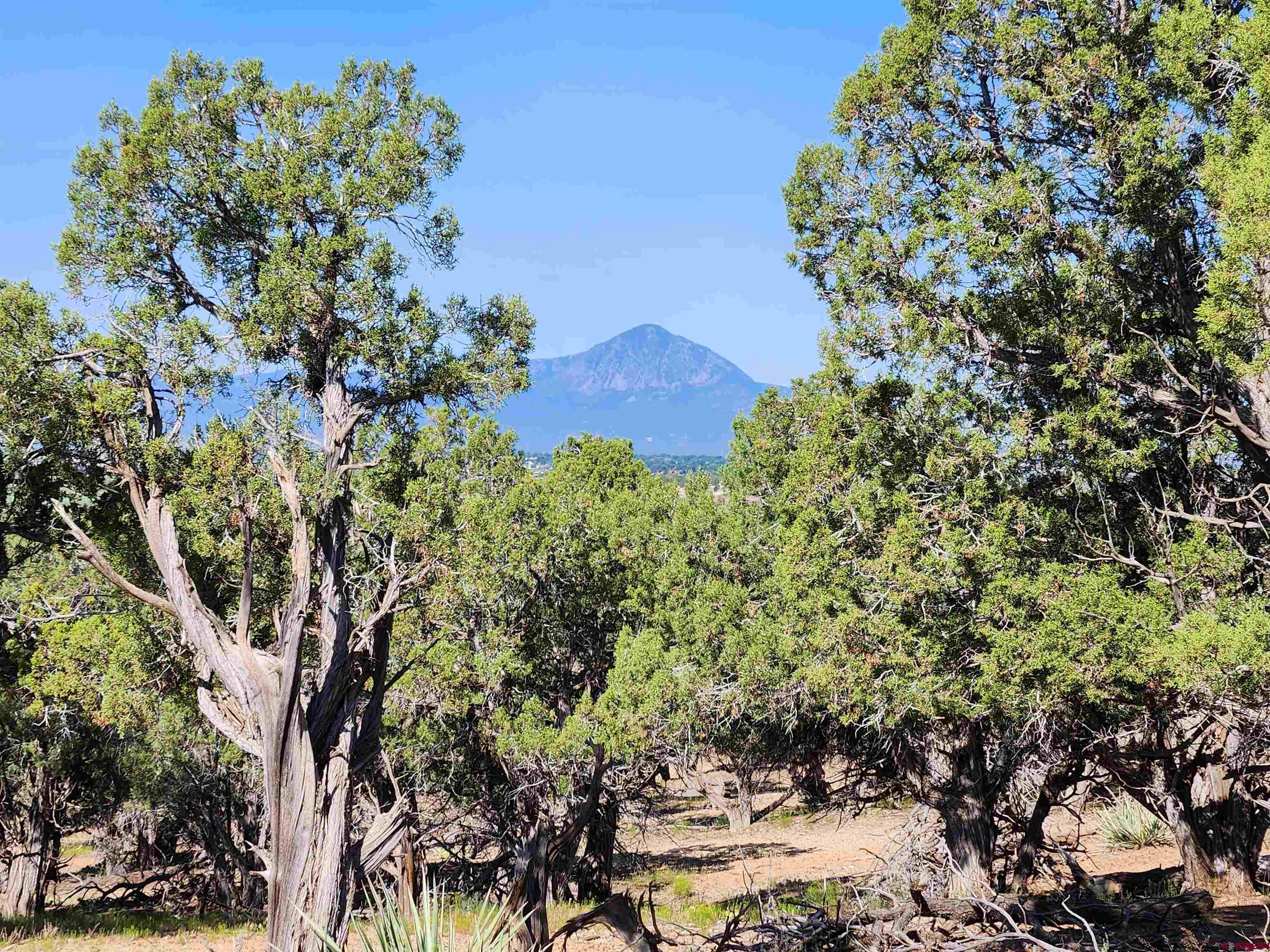 Tbd Rd L Mancos, CO 81328 - Photo 17 of 24 a picture of flowers