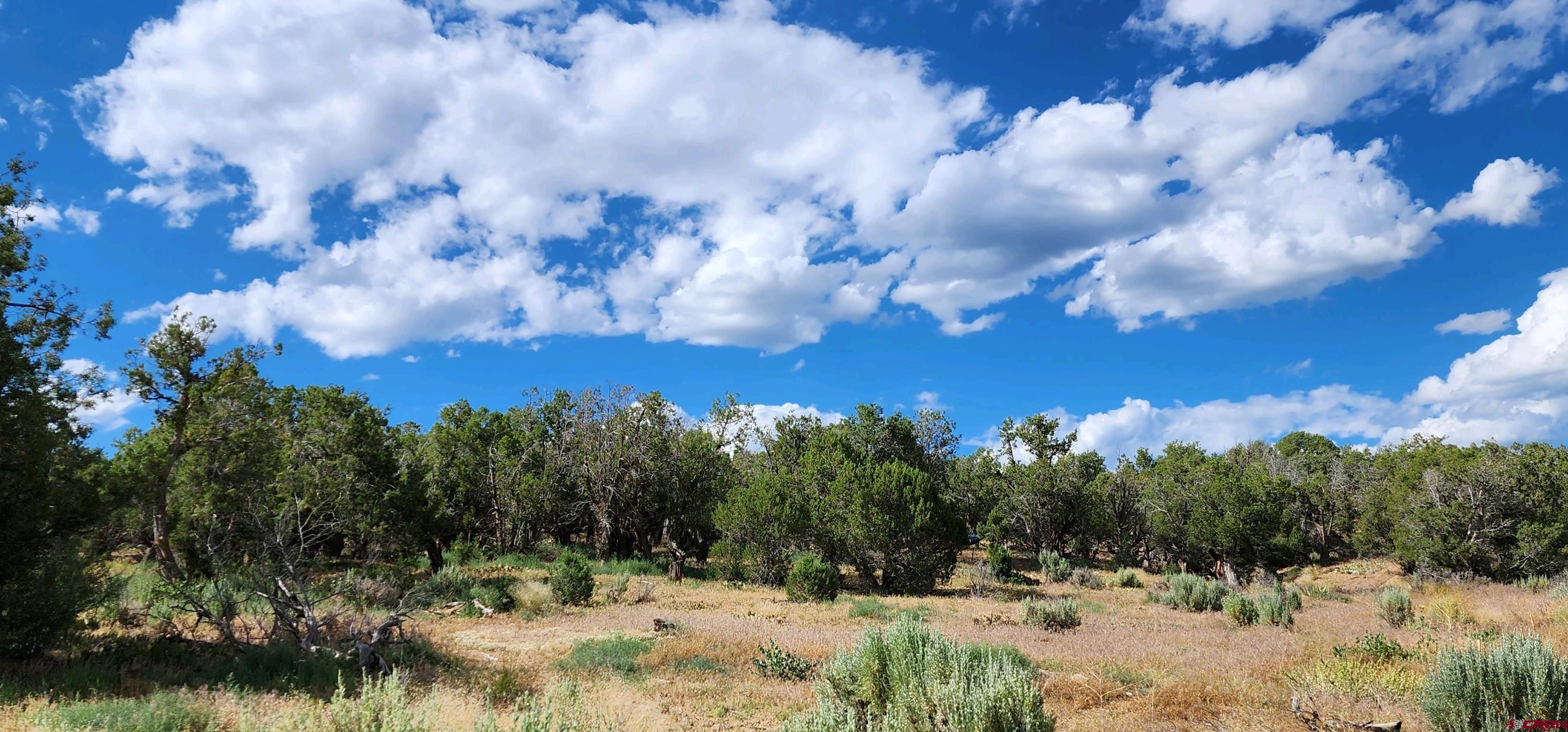 Tbd Rd L Mancos, CO 81328 - Photo 24 of 24 a view of outdoor space and covered with trees