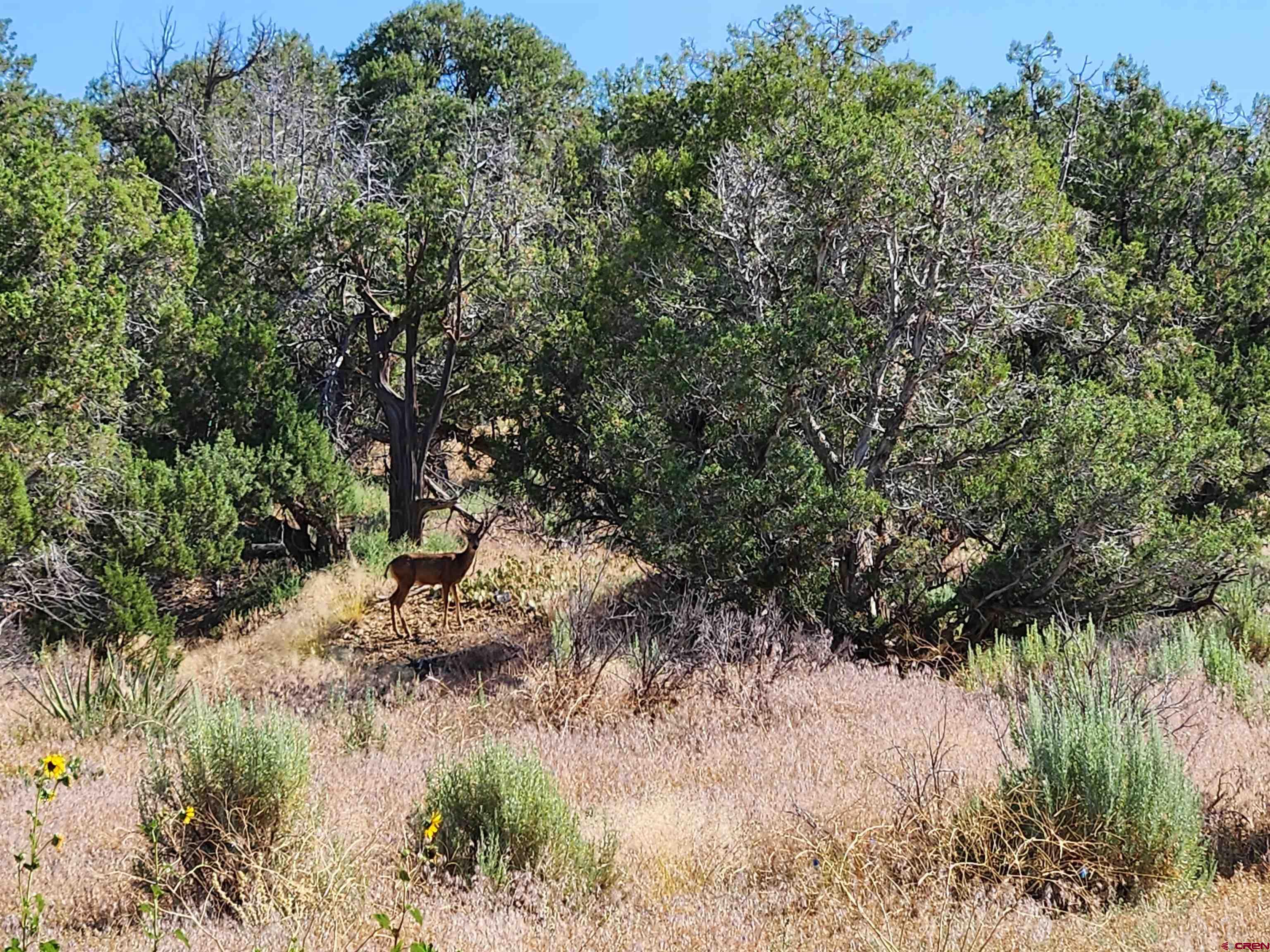 Tbd Rd L Mancos, CO 81328 - Photo 3 of 24 a view of a yard