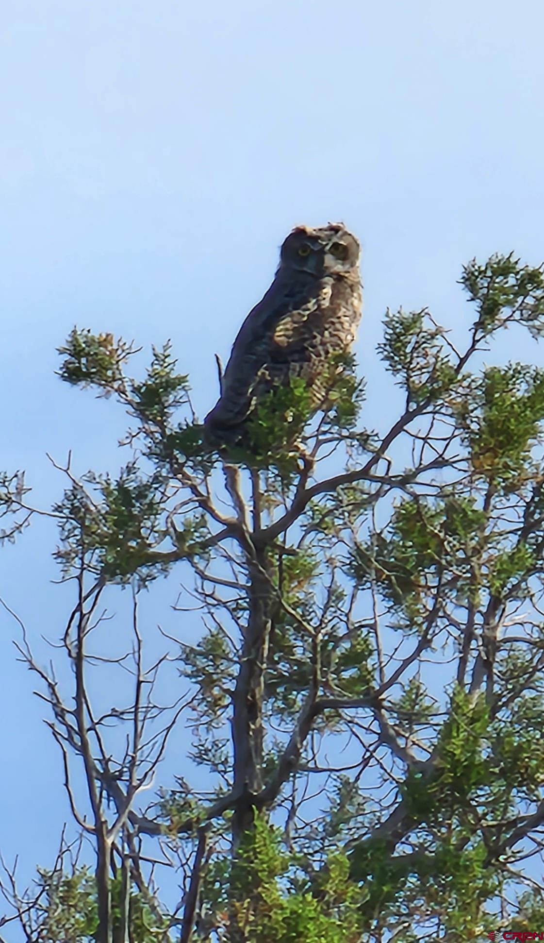 Tbd Rd L Mancos, CO 81328 - Photo 4 of 24 a view of a tree in a yard