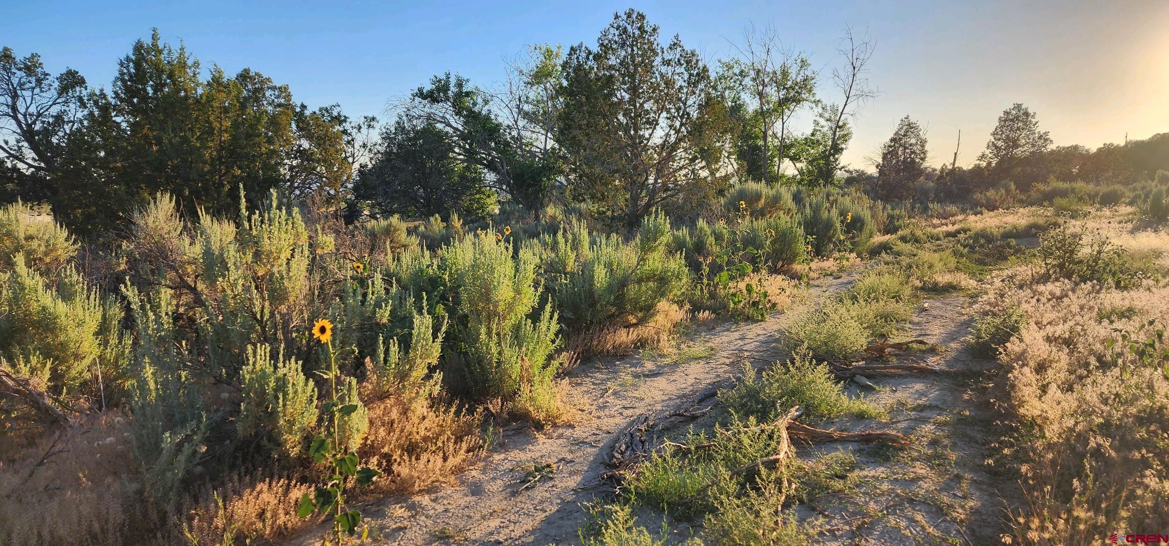 Tbd Rd L Mancos, CO 81328 - Photo 10 of 24 a view of a yard
