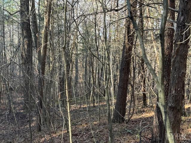-17 Acres Spg Grv Road Spout Spring, VA 24593 - Photo 13 of 30 a view of a forest