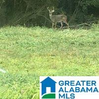 9 Highway 9 Lineville, AL 36266 - Photo 4 of 8
