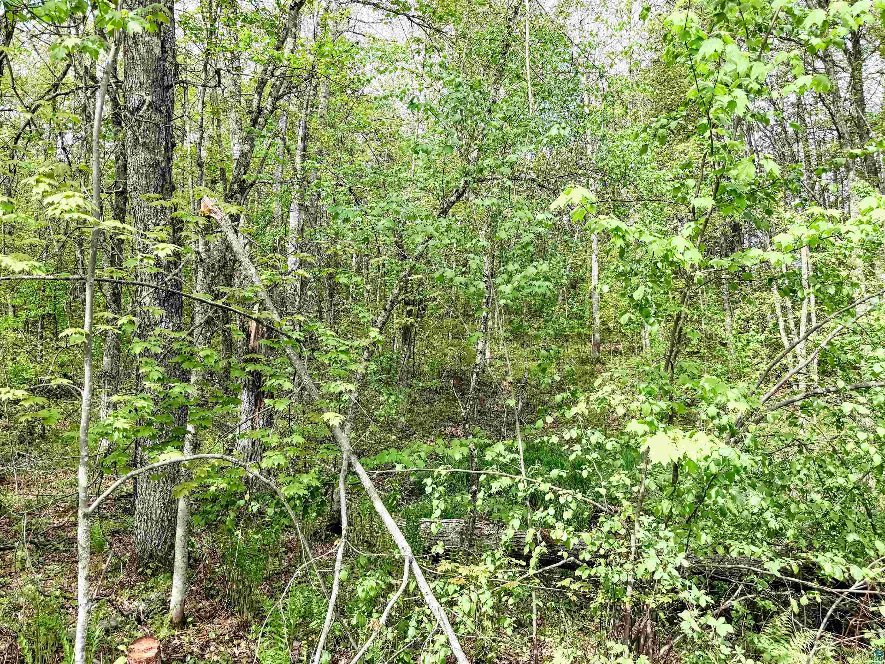 Lot 1 Peterson Road Minong, WI 54859 - Photo 6 of 9