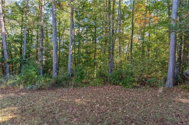 a view of a forest with trees in the background