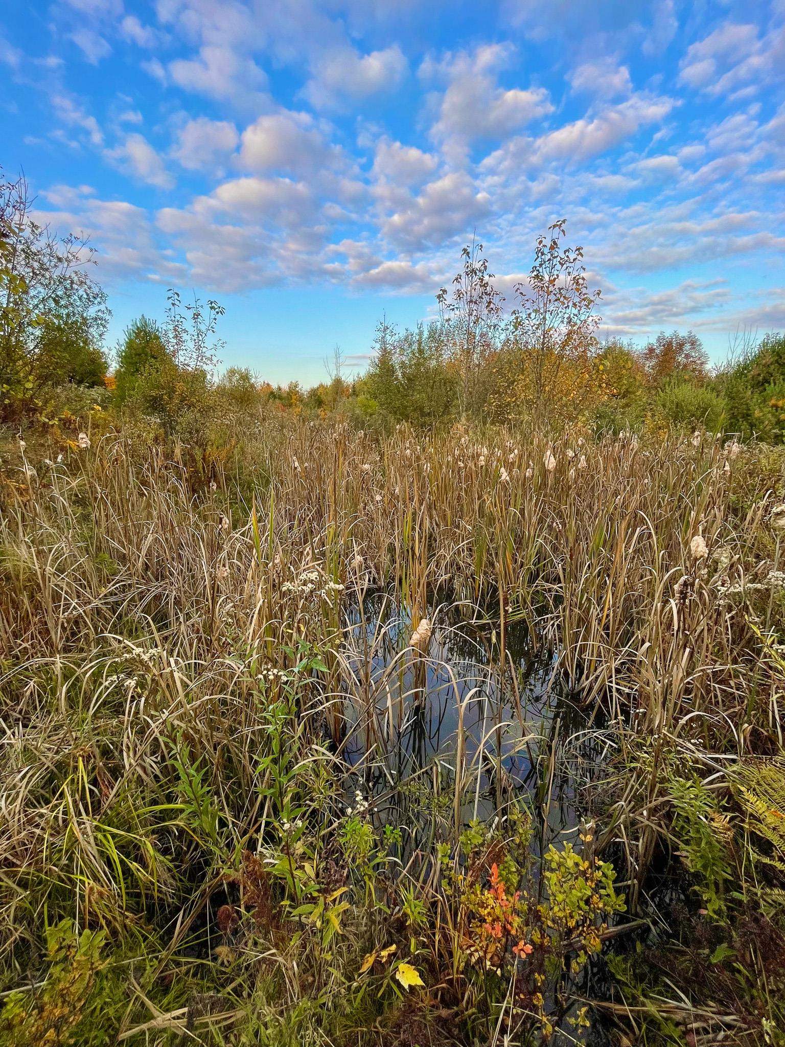 0 Powers Road Lunenburg, VT 05906 - Photo 5 of 39