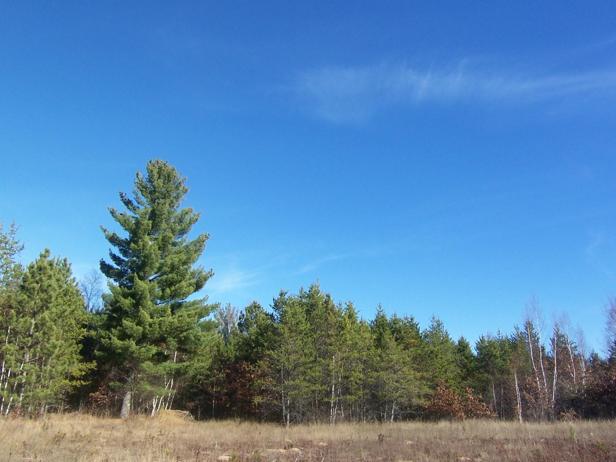 Lot #9 Ashtons Trail Webster, WI 54893 - Photo 1 of 1 Gallery Image 1