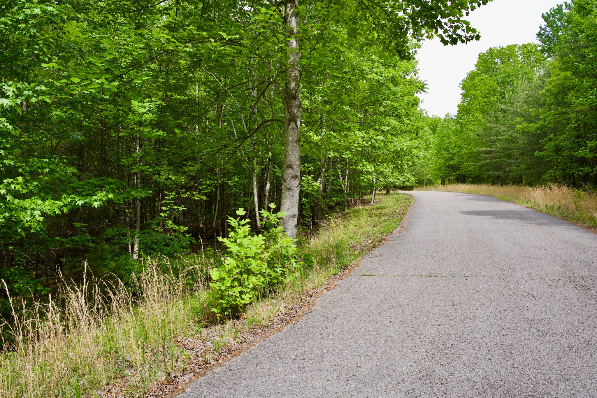 0 Hills Cemetery Road Spencer, TN 38585 - Photo 10 of 19 a view of a pathway both side of yard