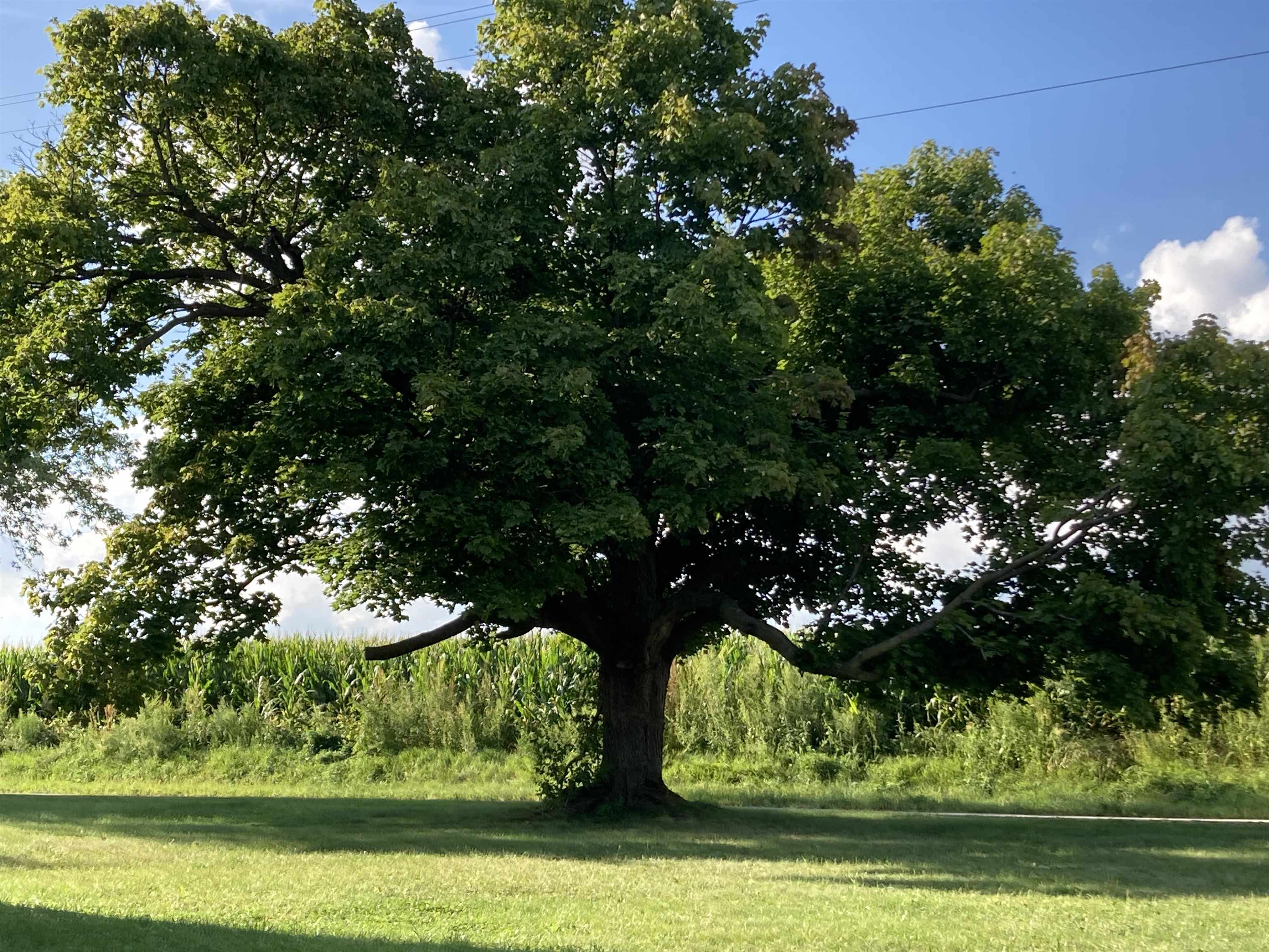 15702 Farm School Road Durand, IL 61024 - Photo 18 of 38 a view of three trees