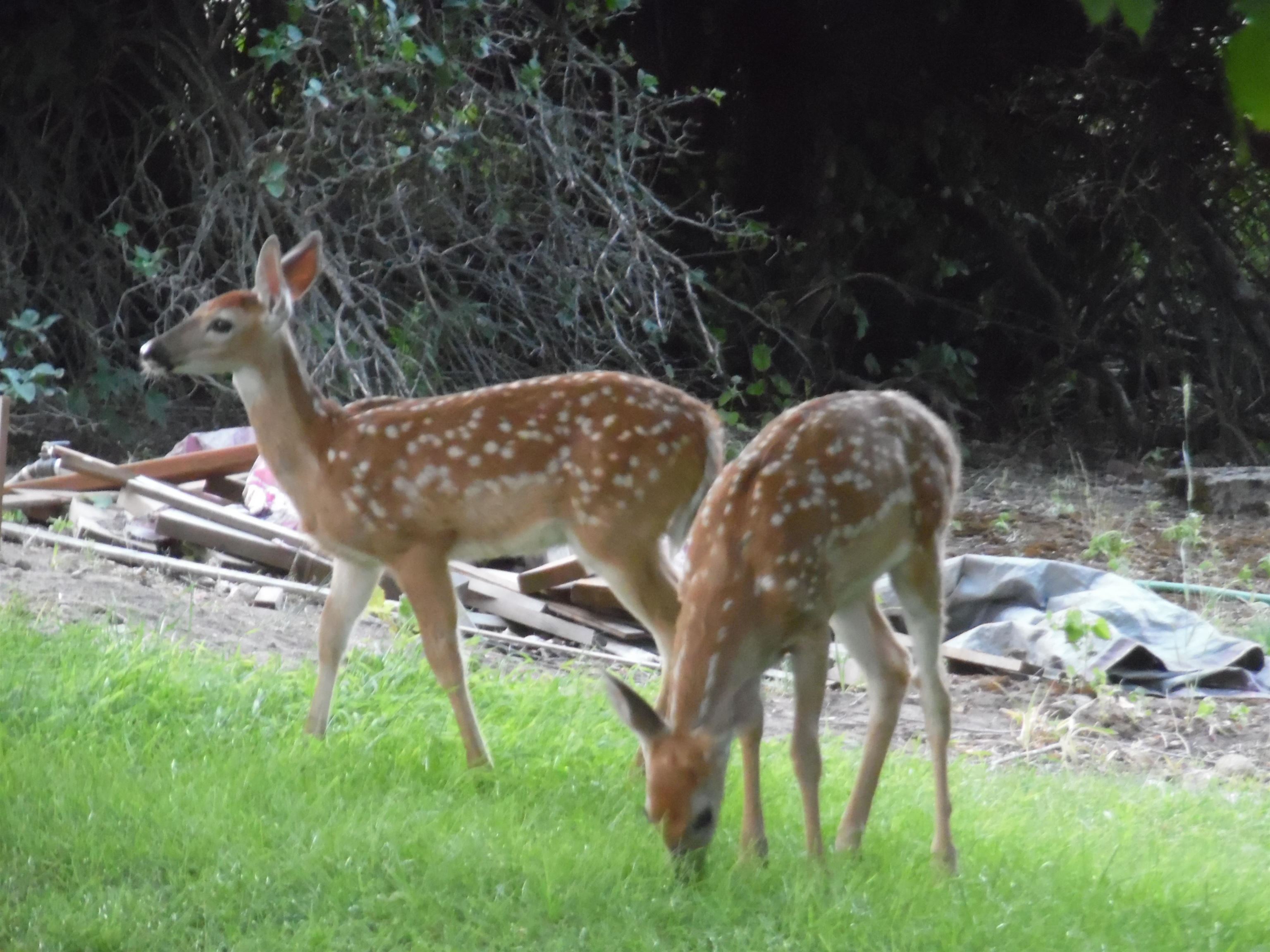 10017 South Stevens Creek Road Valleyford, WA 99036 - Photo 45 of 46