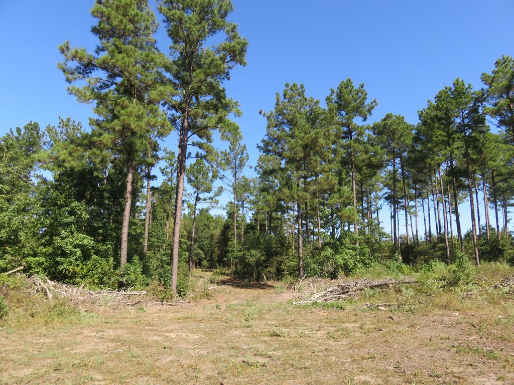 0 An County Road Palestine, TX 75801 - Photo 17 of 18