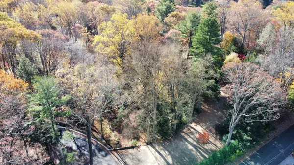 a picture of tree