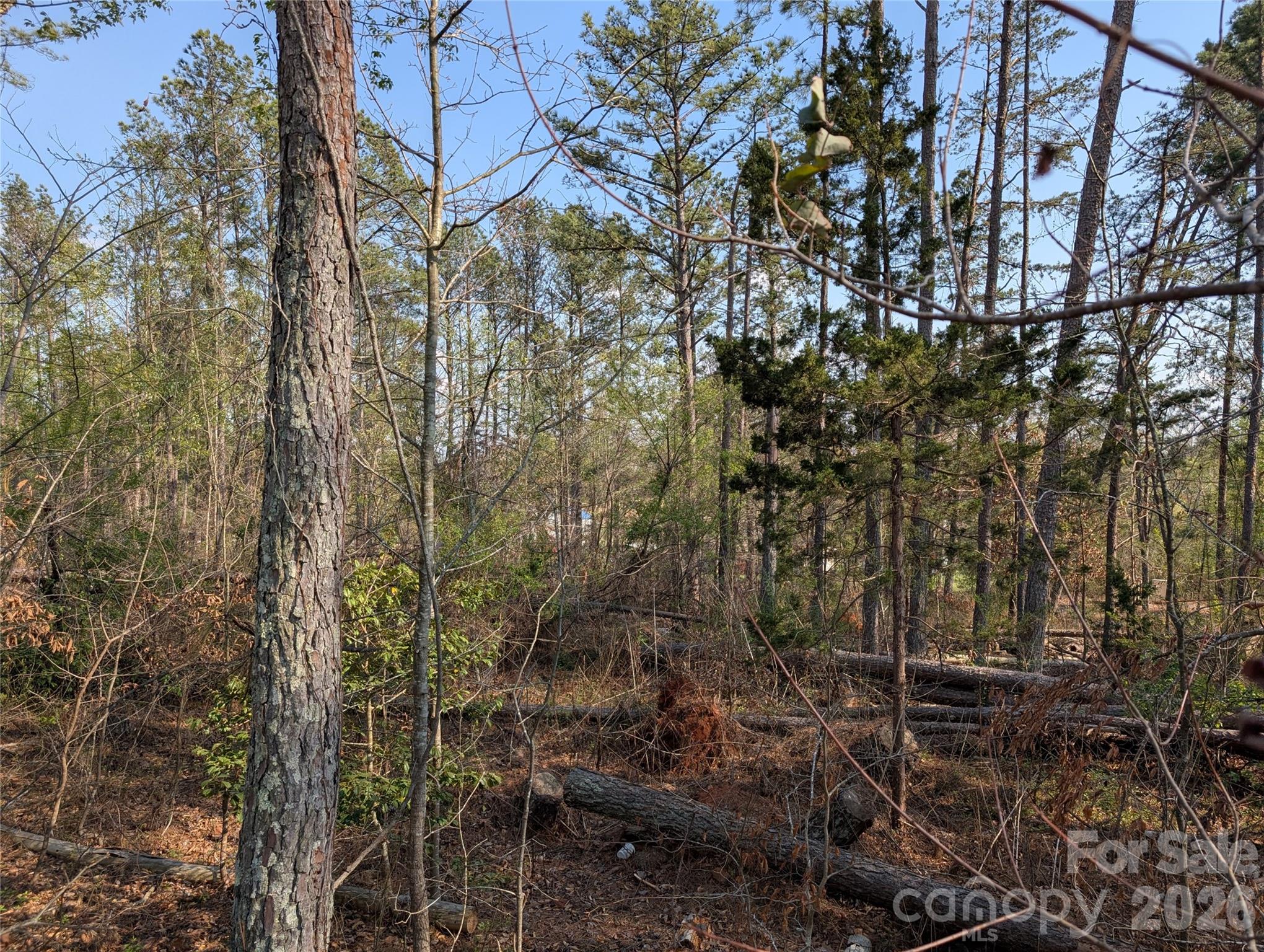 Tbd Whitesides Road Forest City, NC 28043 - Photo 1 of 4 a view of a forest with a tree